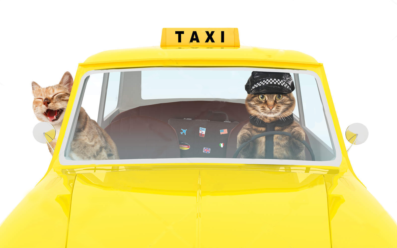 Кот водитель такси
